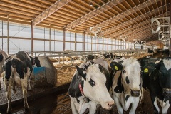 livestock-03