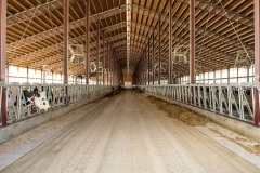 livestock-14