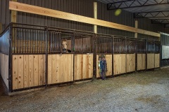 equine-11